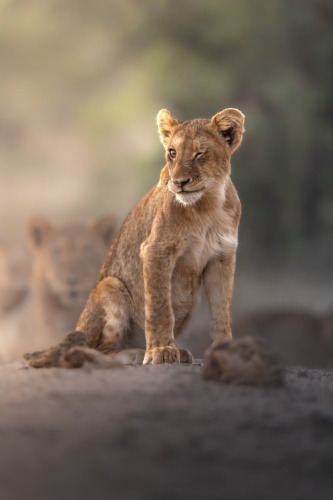 Clin d'oeil de la brousse