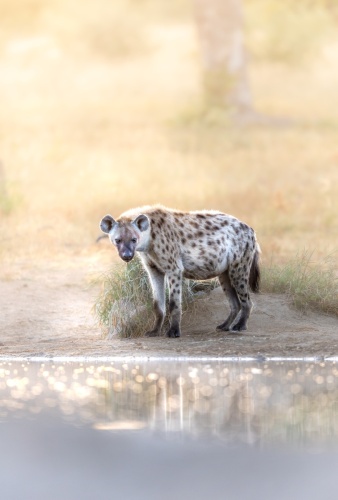 un matin au bord de l'eau