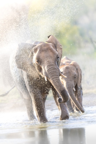 Splash éléphantesque