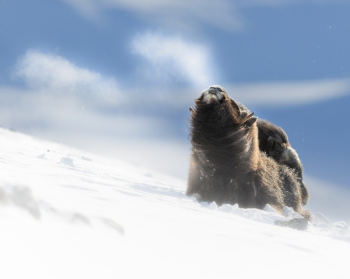 Musk ox