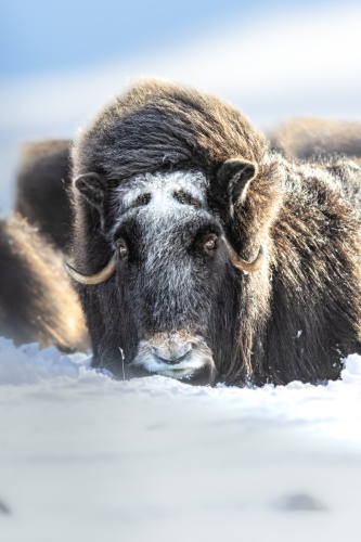 Musk ox