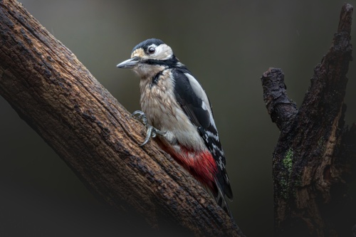 Pic et Pic et col...épeiche