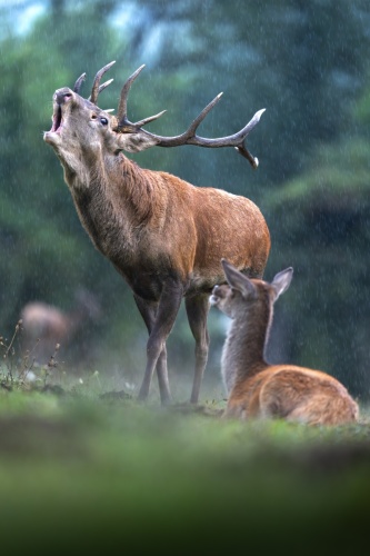 Cerf, le roi et sa promise