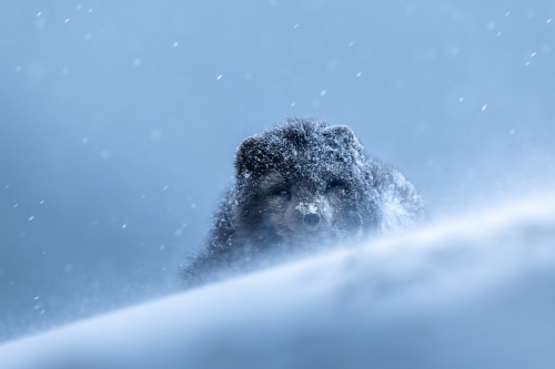 Artic Fox - winter