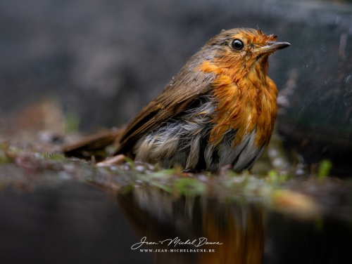 George-1-Jean-MichelDaune