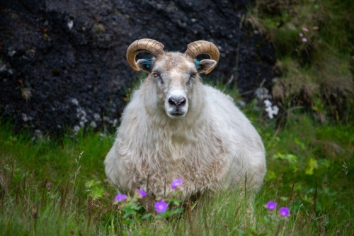 Jean-Michel-Daune-137