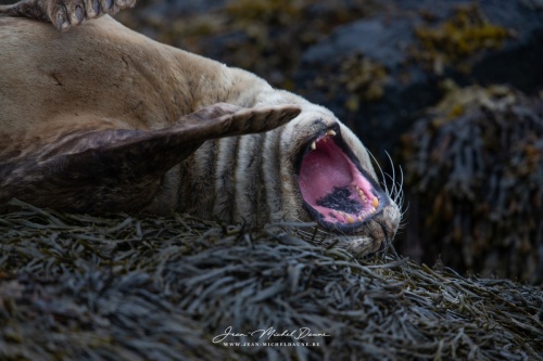 Jean-Michel-Daune-140