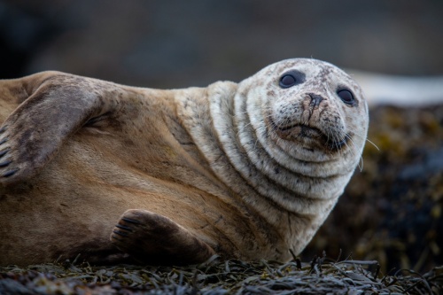 Jean-Michel-Daune-141