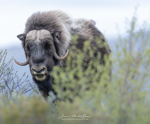 le géant de la Tundra Norvègienne