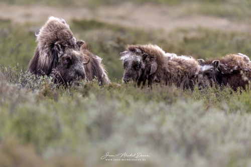 elle et sa progéniture de la tundra