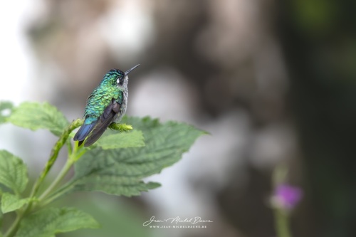 Colibri