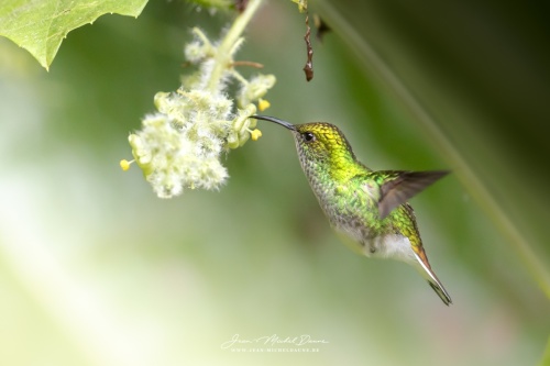 Colibri II