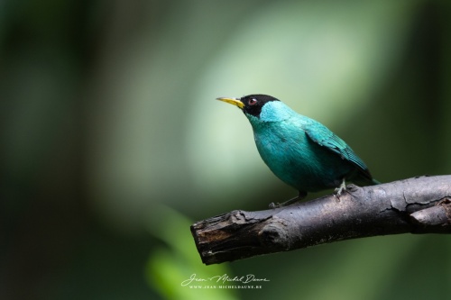 coloré, un peu, beaucoup,...