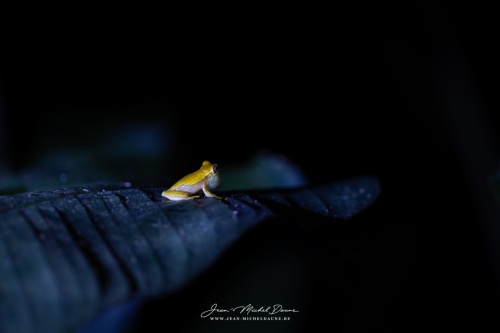 tâche jaune du Costa Rica