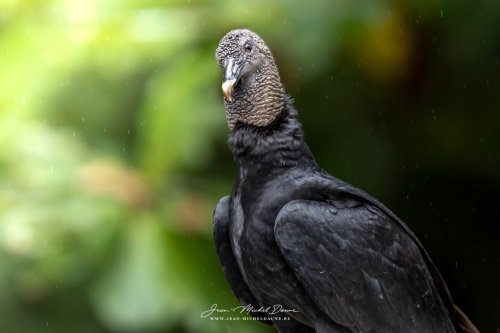 Réveil du matin Costa Ricain