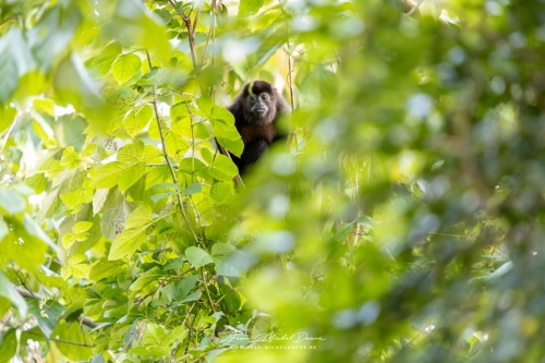 Là... il te regarde