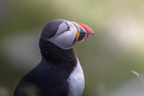 Jean-Michel-Daune-2614