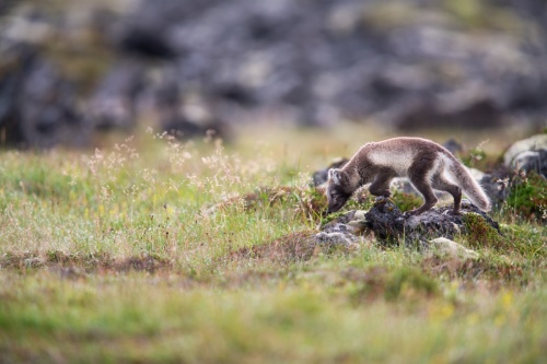 Jean-Michel-Daune-769