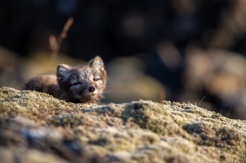 Jean-Michel-Daune-872