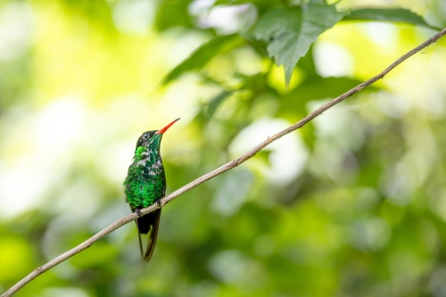 Couleurs jamaïcaines