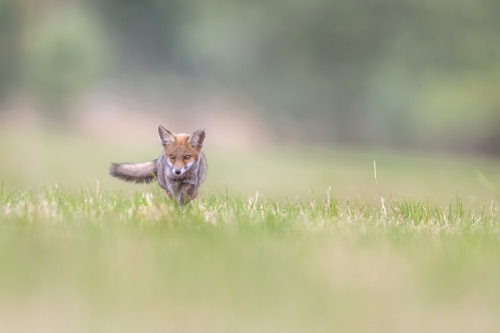 Renard, en mode déjeuner