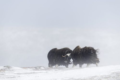 le combat des géants