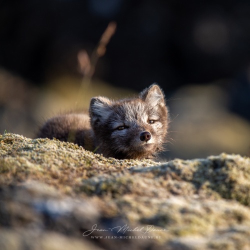 Ma belle peluche polaire