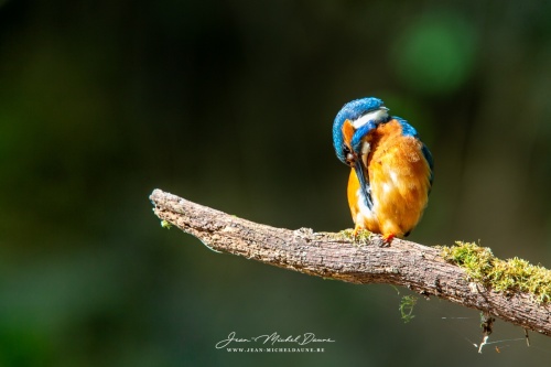 Martin - dernier - jean-micheldaune-12