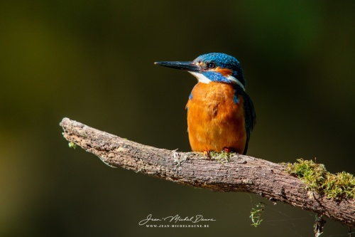 Martin-second jean-micheldaune-3-4